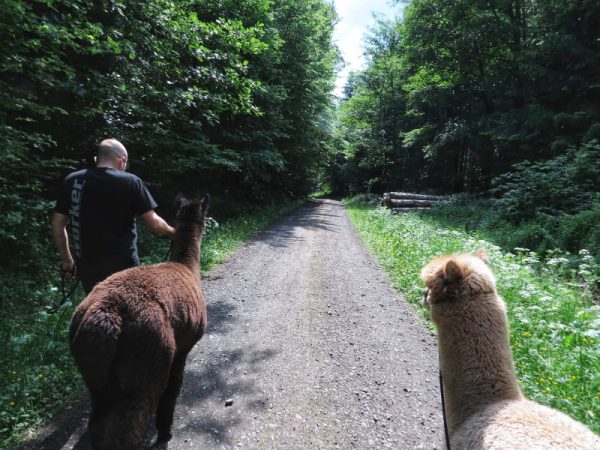 Wegbeschreibung – Webertal-Alpakas