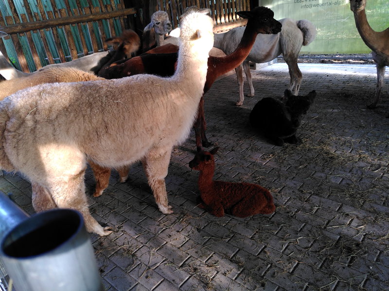 Mehrere Alpakas im Stall. Im Vordergrund steht die ungeschorene Mama Amparo neben der ihr frisch geschlüpftes Cria Darina sitzt.