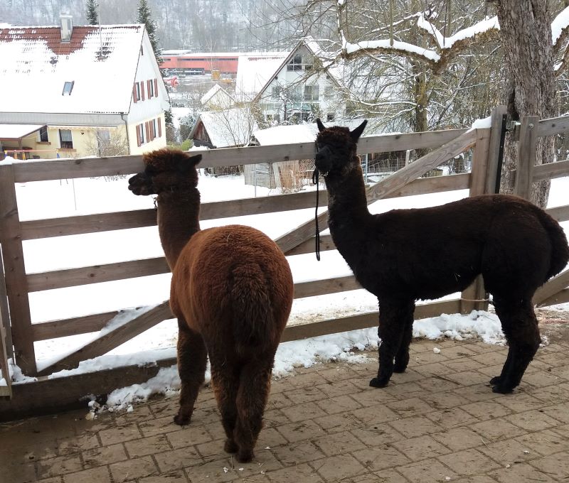 Unsere zwei Alpakas Calypso und Roy stehen gehalftert am Zaun und warten darauf, dass wir sie in den Transportanhänger führen.