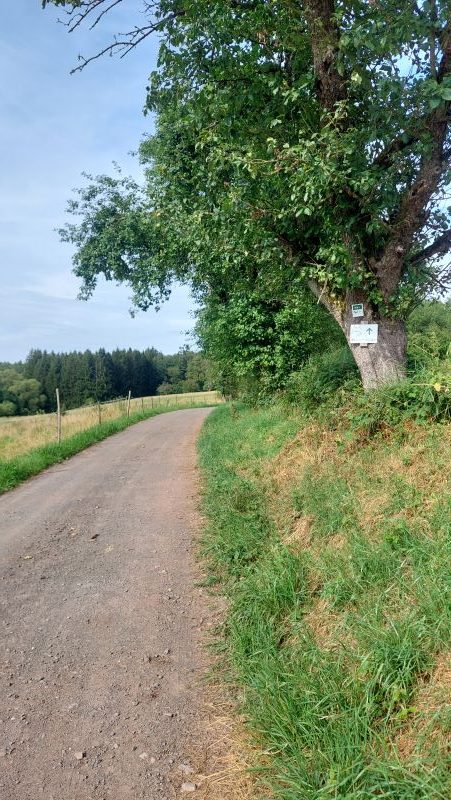 Feldweg mit Baum, an dem das Hinweisschild zu den Alpakas geradeaus hängt.