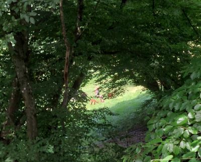 Die Alpakas versteckt hinter Bäumen auf der wundertollen Talwiese.