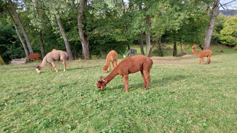 Die Alpakaherren schnurpseln auf der Wiese.