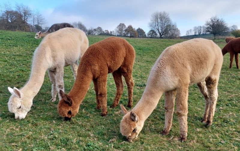 Die Stuten Amparo, Esmeralda und Eritaya schnurpseln auf der Wiese.