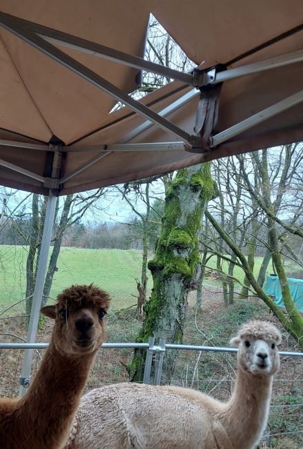 Die Alpakastuten Angel und Franzi blicken in die Kamara während über ihnen das Lock im Dach klafft.