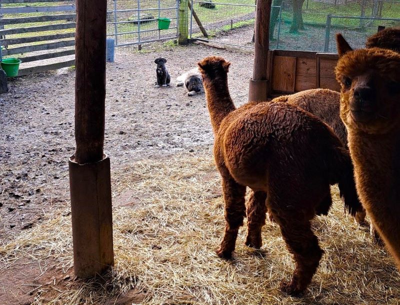 Nisha und Ekko beobachten mit Abstand die Alpakahengste, die im Stall stehen.