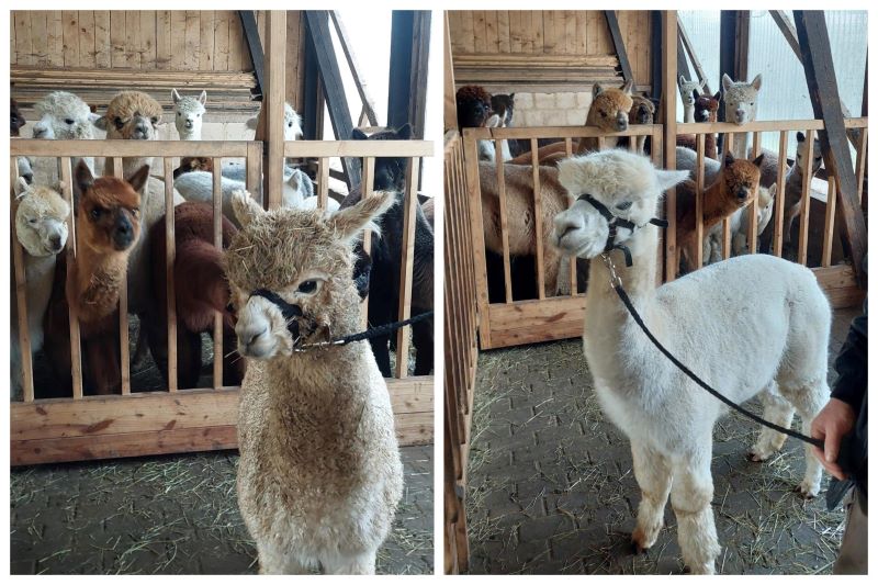 Goldi und Ikarus werden beim Besuch auf der Waage von den Stuten beäugt.