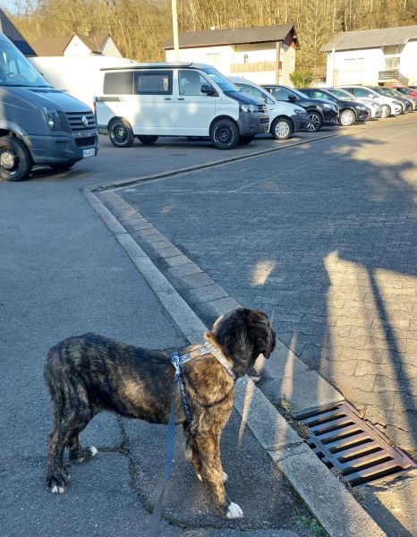 Nisha steht auf dem Parkplatz und schaut nach den Autos.