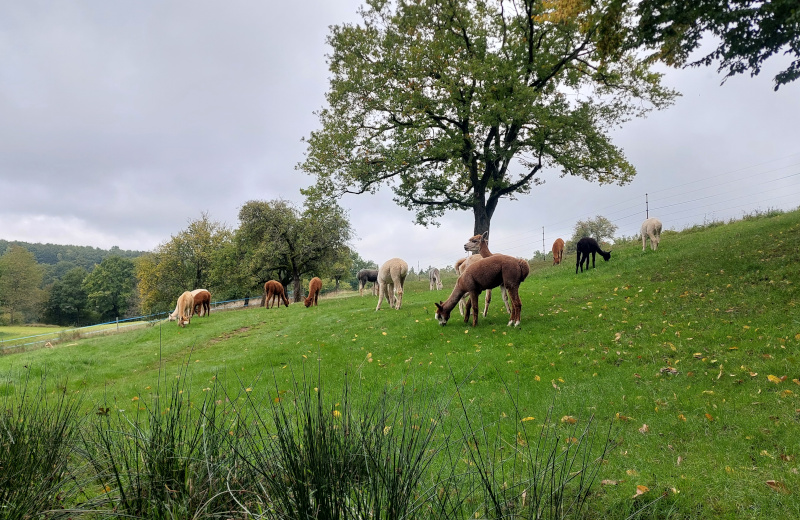 Unsere Stuten im Herbst auf ihrer Wiese.
